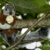 squirrel_variegated_tar_h_0225_cos0530_rv.jpg